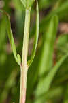 Wing-angle loosestrife